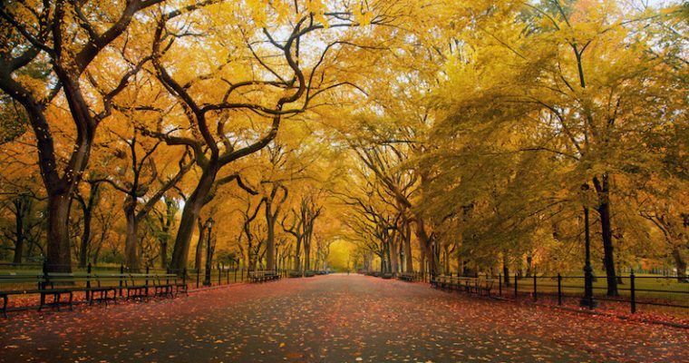 RITROVARSI A CENTRAL PARK